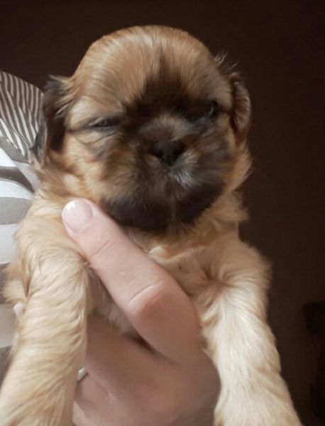 Shihtzu macho dourado