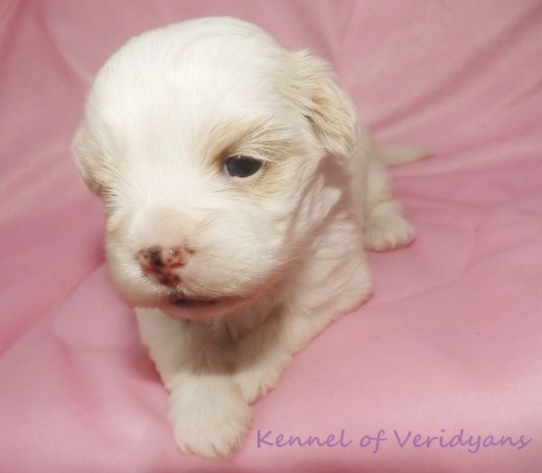 LHASA APSO FÊMEA BRANCA