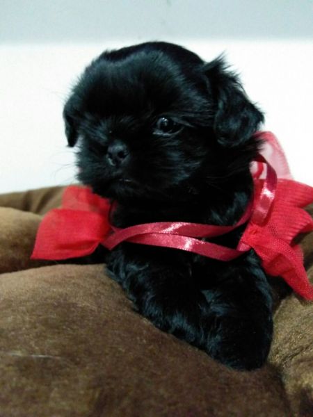 Shihtzu fêmea preta
