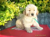 GOLDEN RETRIVER MACHO COM PEDIGREE