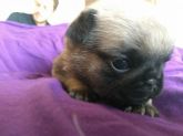 Pug fêmea com pedigree