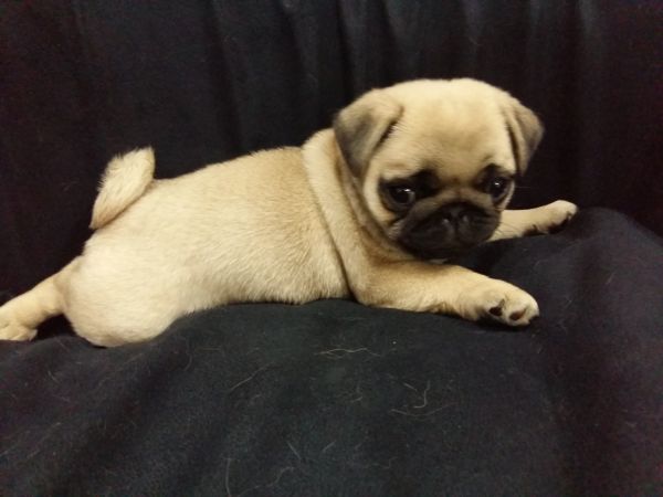Pug macho com pedigree