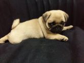 Pug macho com pedigree