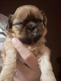 Shihtzu macho dourado