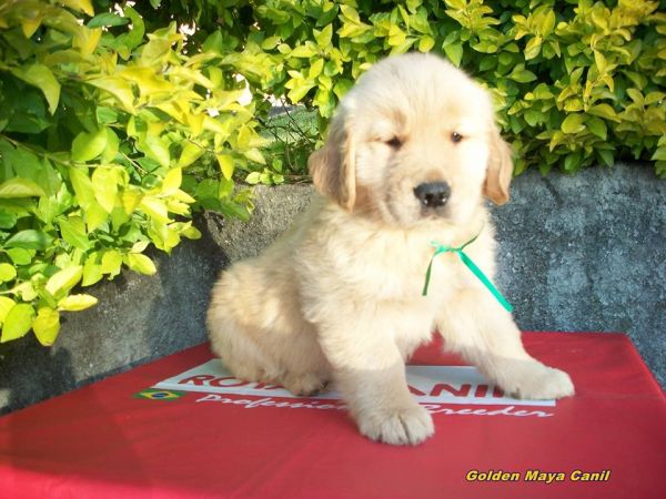 GOLDEN RETRIVER MACHO COM PEDIGREE